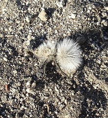 dasymutilla gloriosa